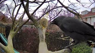 Garden Hustlers 3 Jackdaws