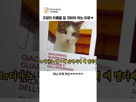 고양이 이름을 대충 지으면 안 되는 이유 ㅋ (반전주의) thumbnail