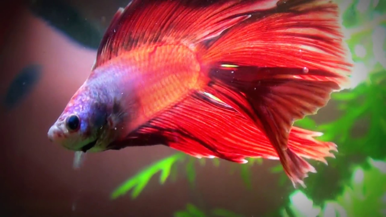 Planted Betta Bowl 