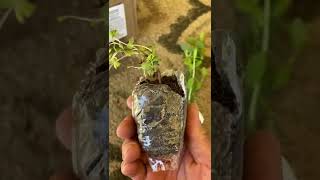 Burgess seed and plant company purchase/ review