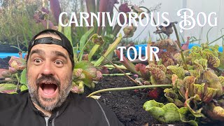 An Enormous Carnivorous Plant Tour!