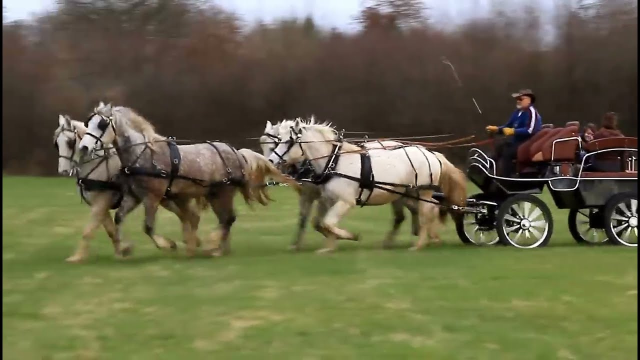 Attelage à 4 chevaux araboboulonnais YouTube