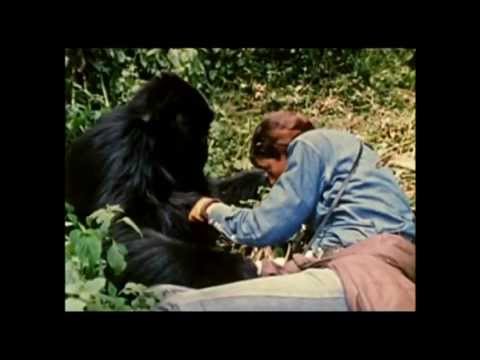 Video: Gorilla di montagna: foto, descrizione