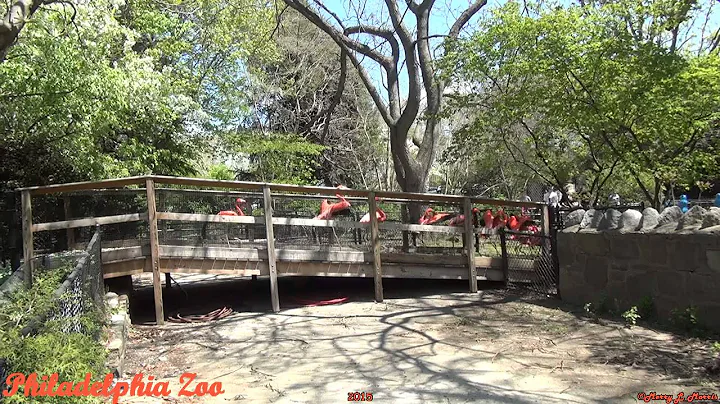 Philadelphia Zoo Big Bird Crossing (Flamingos)