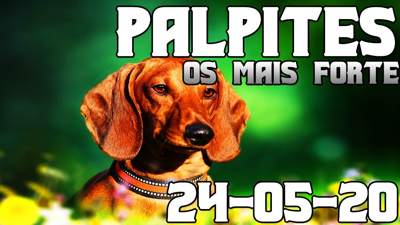 qual o melhor site de palpites