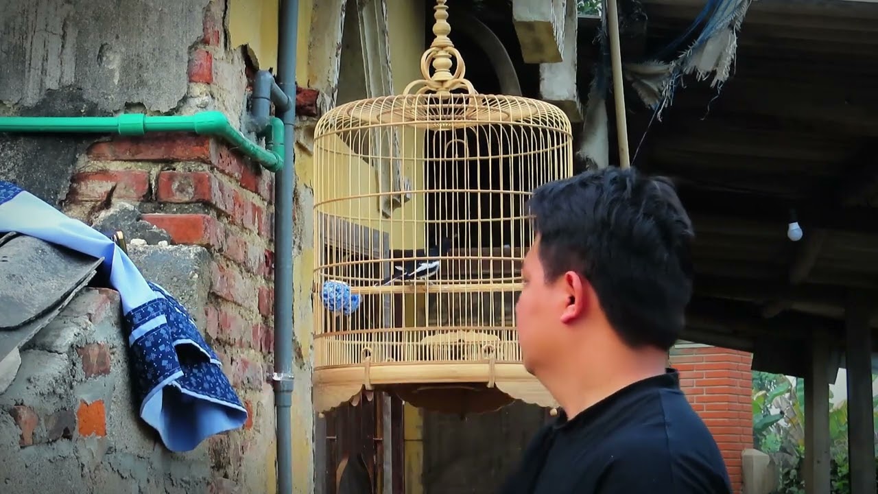 HƯỚNG DẪN:  DÌU dắt CHÒE THAN lên LỬA NHANH NHẤT 2023