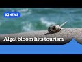 Algal bloom causing ‘heartache’ on parts of Yorke Peninsula | ABC NEWS