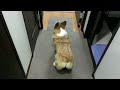 Beginning of video