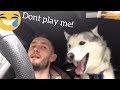 Huskies Funny Over Reactions When Getting Excited! [HE ACTUALLY TALKS!!]