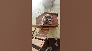 Енот Манюня просыпается