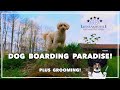 The Best Dog Boarding (near Grafenwoehr/Vilseck) Bavaria, Germany: Hunde Paradise Lienlasmühle!