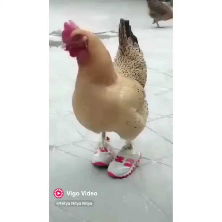 Chicken wearing sneakers - YouTube