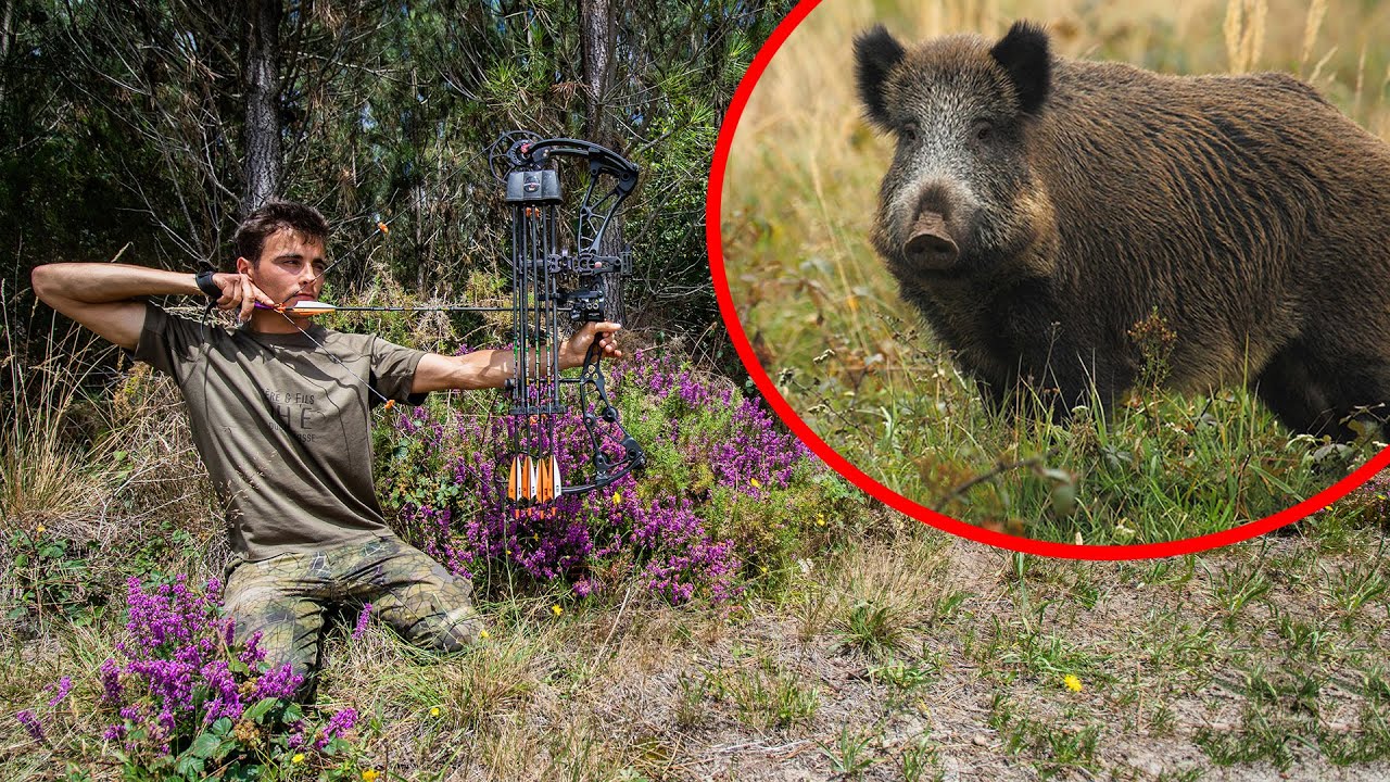 Chasse A L Arc Du Sanglier Chasser Et Manger Oui Sauf Que Youtube