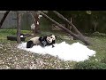 view Giant Panda Xiao Qi Ji Plays In Ice at Smithsonian&apos;s National Zoo digital asset number 1