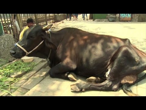 Video: Perché le mucche indiane hanno le gobbe?