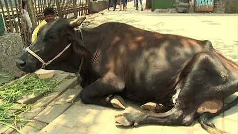 Quante mucche ci sono in India?