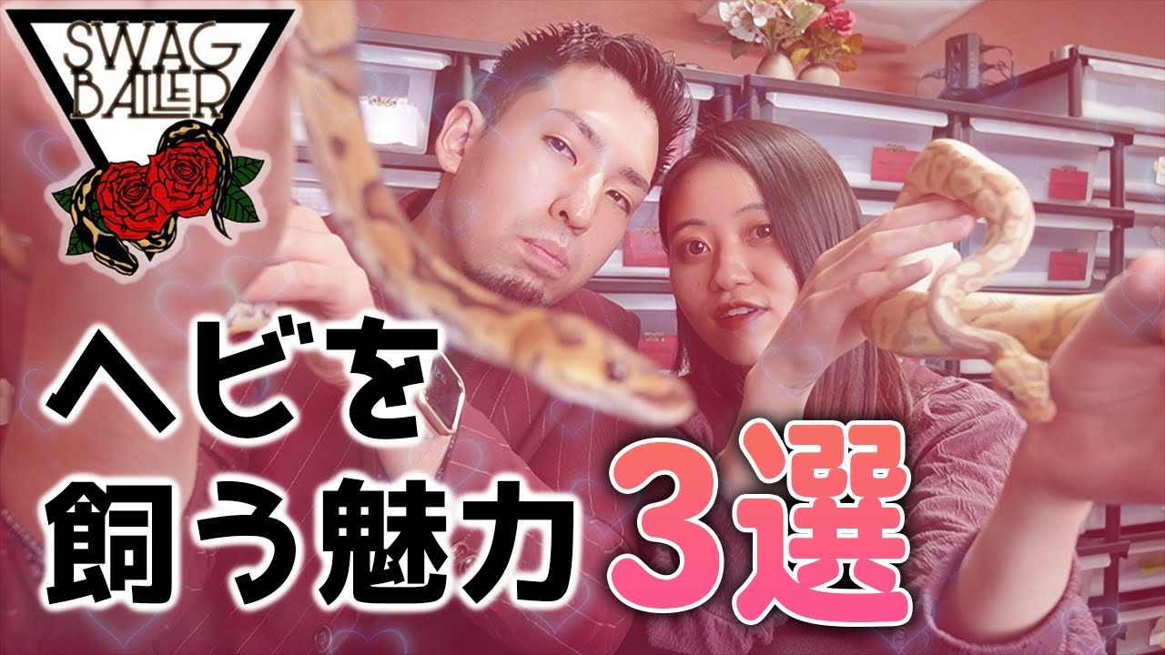 ボールパイソンはペットに適していますか?