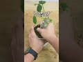 【植物屋の見習い】ガジュマル成長日記72日目#shorts #成長記録 #ガジュマル