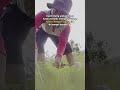 maksio saya di bilang orang2 kamu loh hitam ada yang mau ta sama kamu biar kata2 sepenting halal