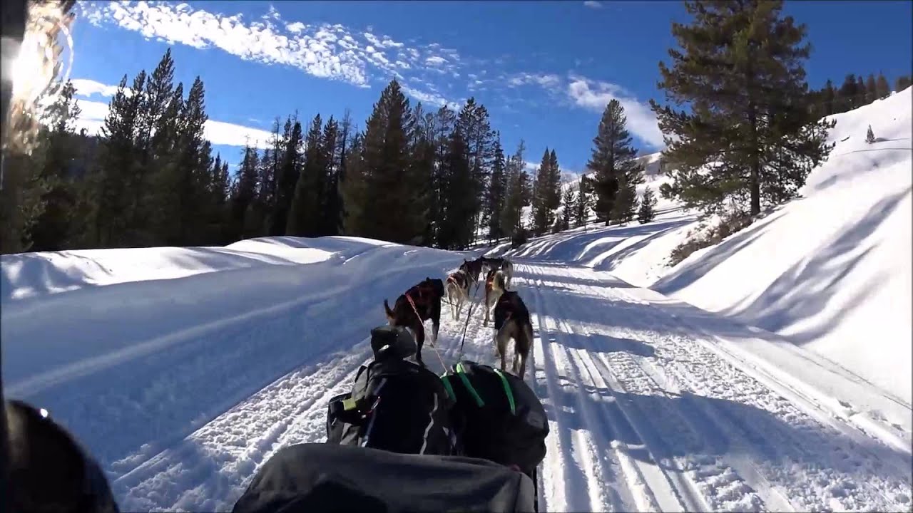 Jackson Hole Dog Sledding Video January 2015 YouTube