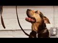 How to Teach Your Dog to Lie Down | Dog Training How to Teach Your Dog to Lie Down | Dog Training