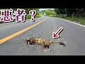 人間の都合よく扱われた生物の末路とは