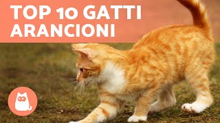 Razze di gatti ARANCIONI  TOP 10