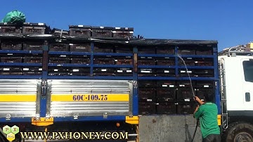 Hành trình chuyển ong từ nam ra bắc lấy mật ong hoa vải thiều lục ngạn bắc giang