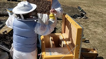 Transferring Langstroth nuc to Layen Hive