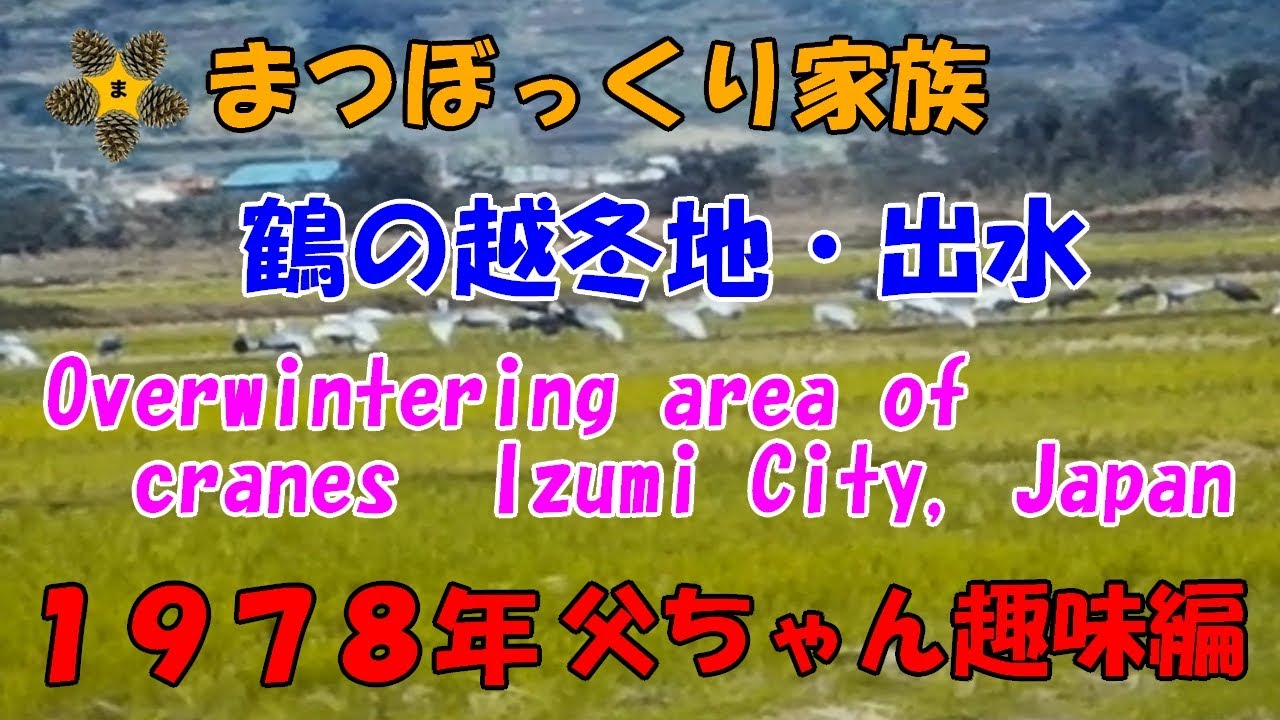 鶴の越冬地・出水[父ちゃん趣味編](1978年) / Crane wintering ground in Izumi[Dad's hobby](1978)