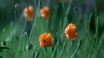 creative commons videos remix