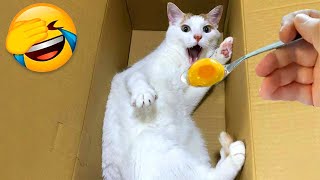 Funniest Animals 2024: 😺 Funny Cat and Dog Videos 🐈 Life Funny Pets 😸 Part 11