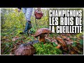 Champignons  les rois de la cueillette 