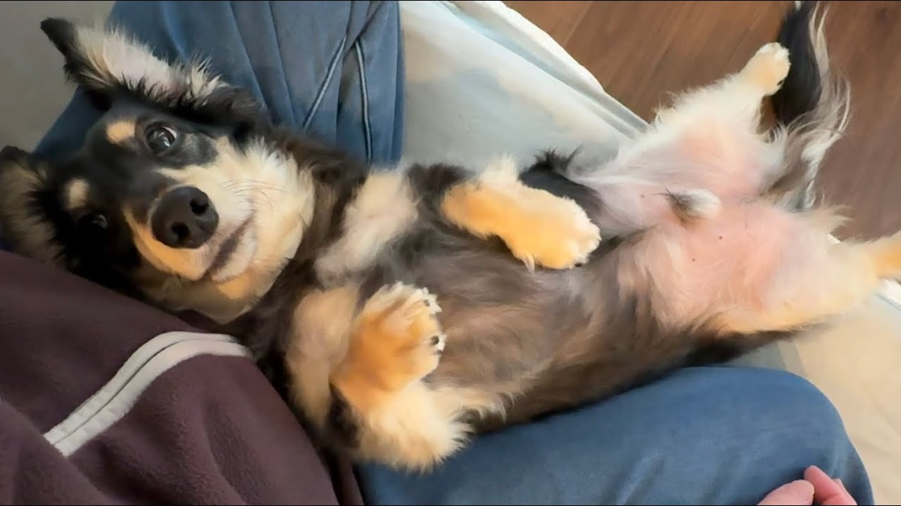 ちょっと疲れたら一旦これ見て/お知らせあります