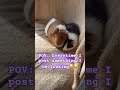 #fypシ #viral #pov #guineapighome #guineapig #fy #funny #cute #shorts #post #daily