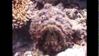 Bu Balık Kobradan Zehirli