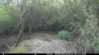 Roe Deer plus  Muntjac in Cambs UK 29Apr24 716am Trail Camera by Aviation Videos & Wildlife FULL HD 7 views 3 days ago 31 seconds