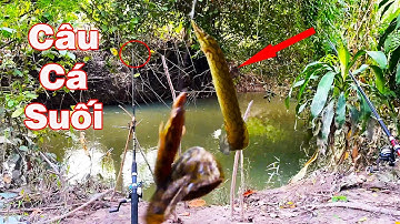 Đi Câu Cá Và Bắt " Nhân Sâm" Nước Trong Suối Những Con Chạch Lấu Đầu Tiên- Câu Cá Suối Mùa Nước Lũ