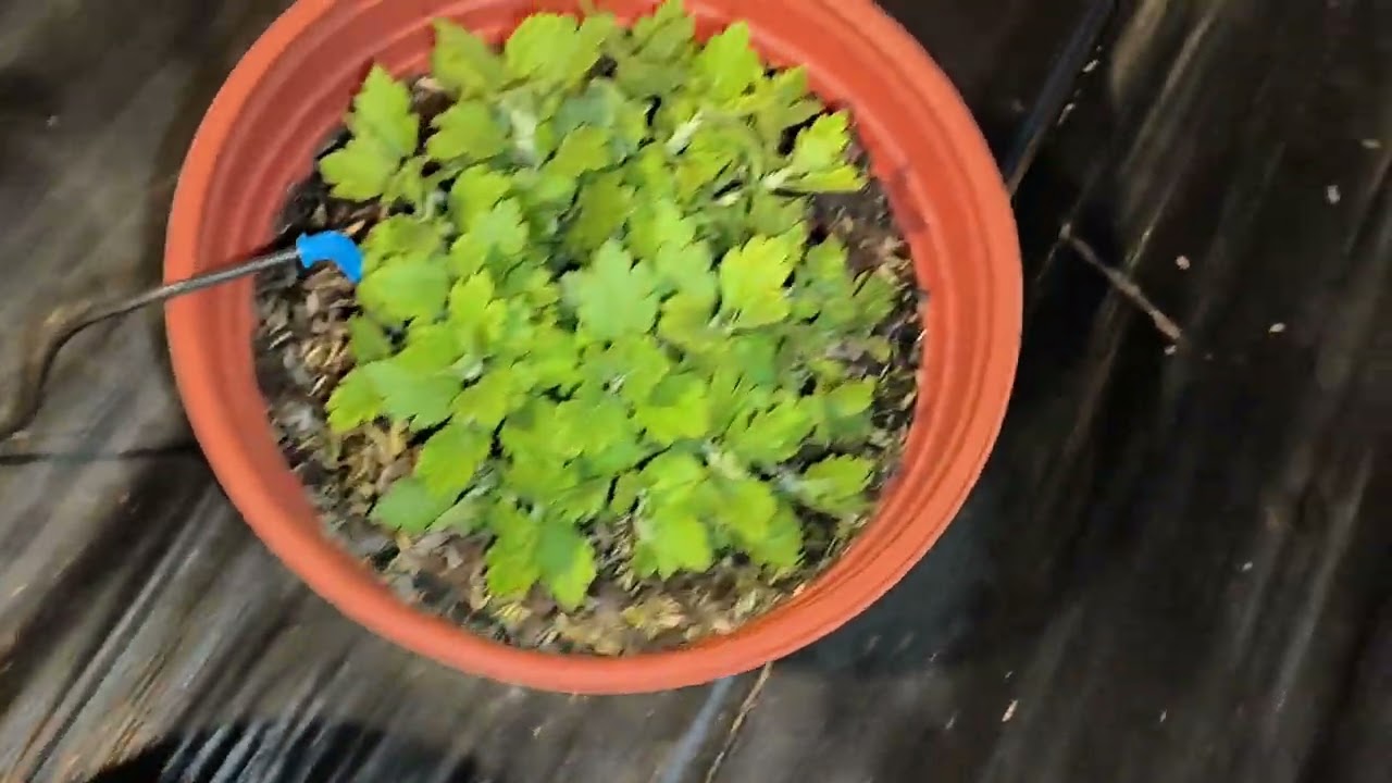 Cách trồng cúc mâm xôi Hàn Tết 2024 phần 3 - Ngắt đọt lần 3