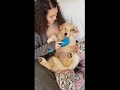 Golden Retriever Puppy Loves Getting Brushed | Maximus