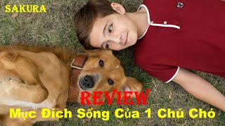 Review Phim Mục Đích Sống Của Một Chú Chó A Dogs Purpose 2017 Sakura Review