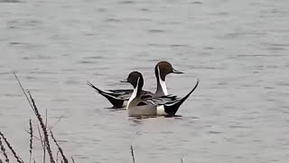 Mississippi River Flyway Cam. Pintails - explore.org 03-23-2022