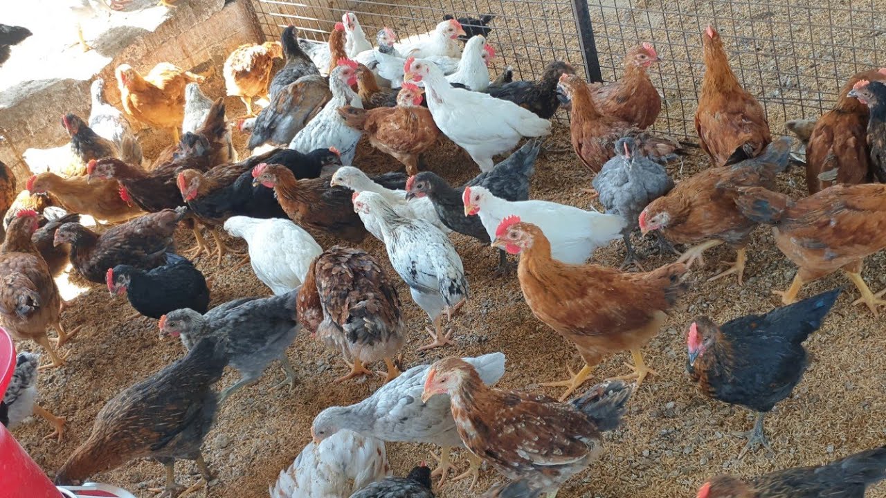 Desi Poultry Wholesale Rate कैसे Fix करें YouTube