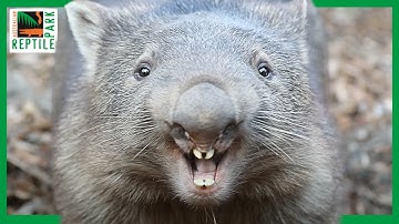 WOMBAT YELLING! | Australian Reptile Park