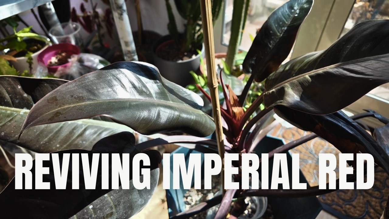 Imperial Red Update  | How I Saved One of my Oldest Plants