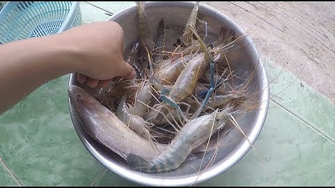 CÂU TÔM SÔNG TIỀN - TRÚNG MÁNH NHỮNG NGÀY CUỐI NĂM