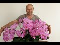 Орхидея, как вырастить монстра. Orchid flower