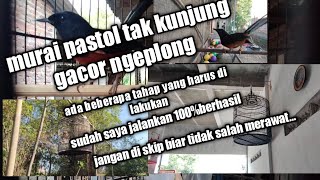 Rawatan murai pastol tak kunjung gacor ngeplong