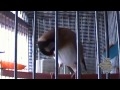 Vidéo Carduelis jilguero chardonneret goldfinch  20 mois.. (Mouzaia موزاية) Algeria 2013