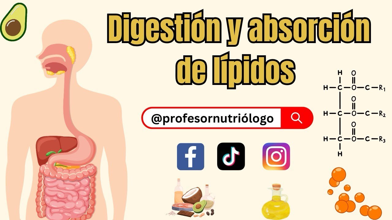 Digestión y Absorción de lípidos ¡Explicación sencilla!